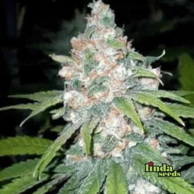 Super Lemon Haze