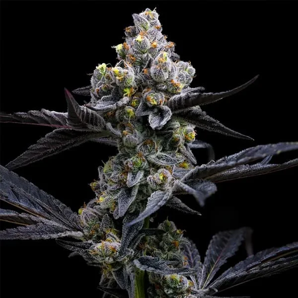 Garlic Cookies 2