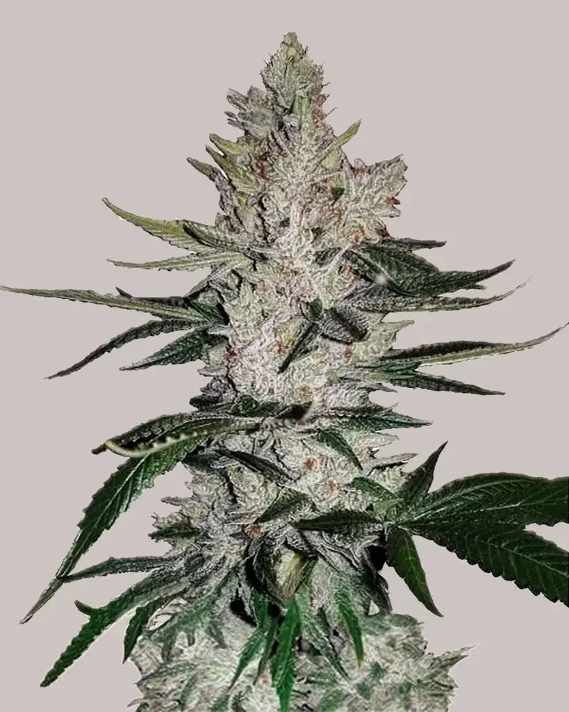 Gorilla Bomb 2