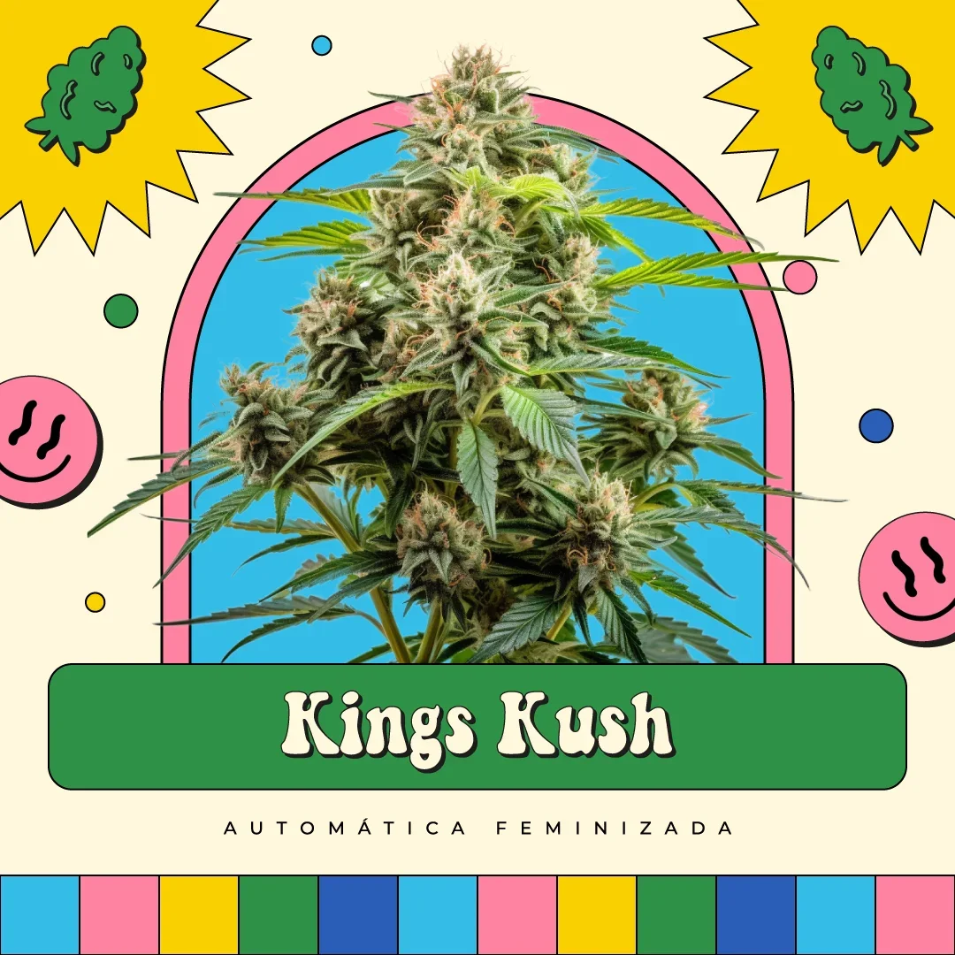 King S Kush