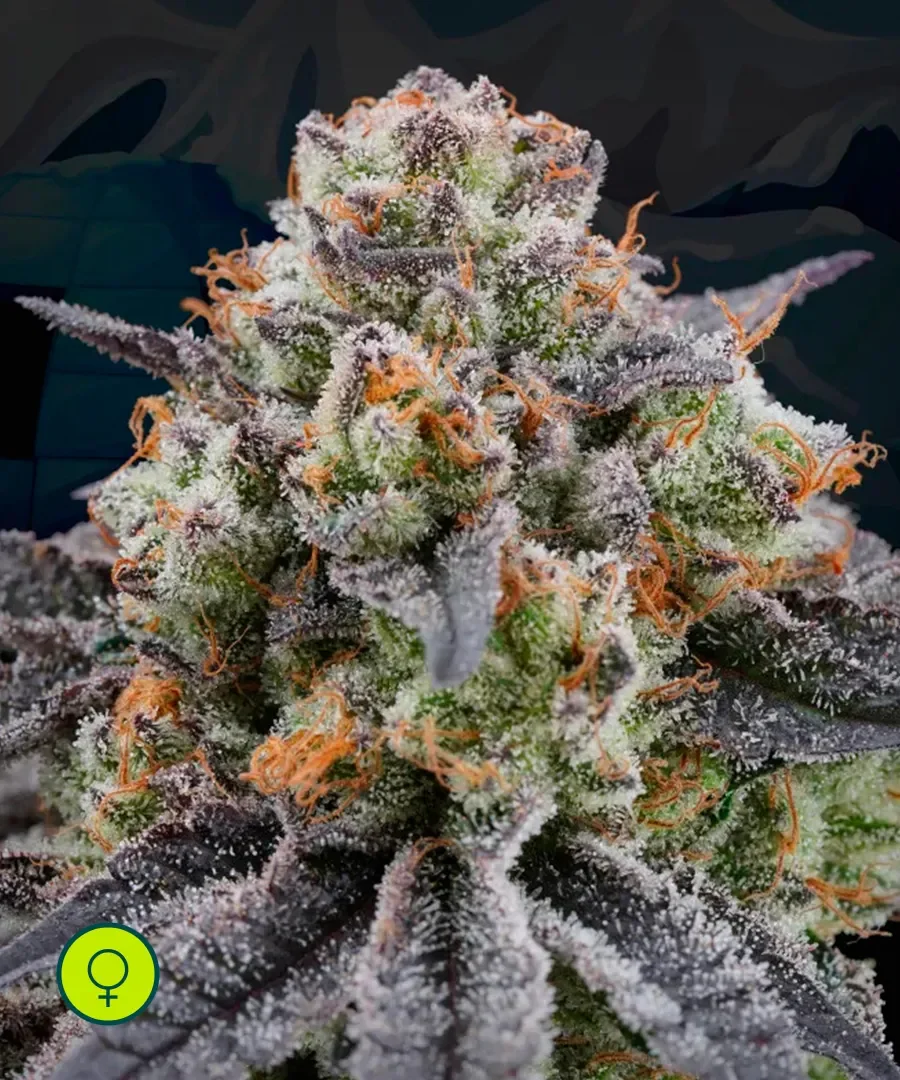 Arctic Cherries