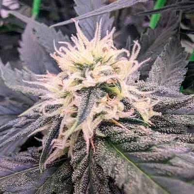 Zkittlez 4