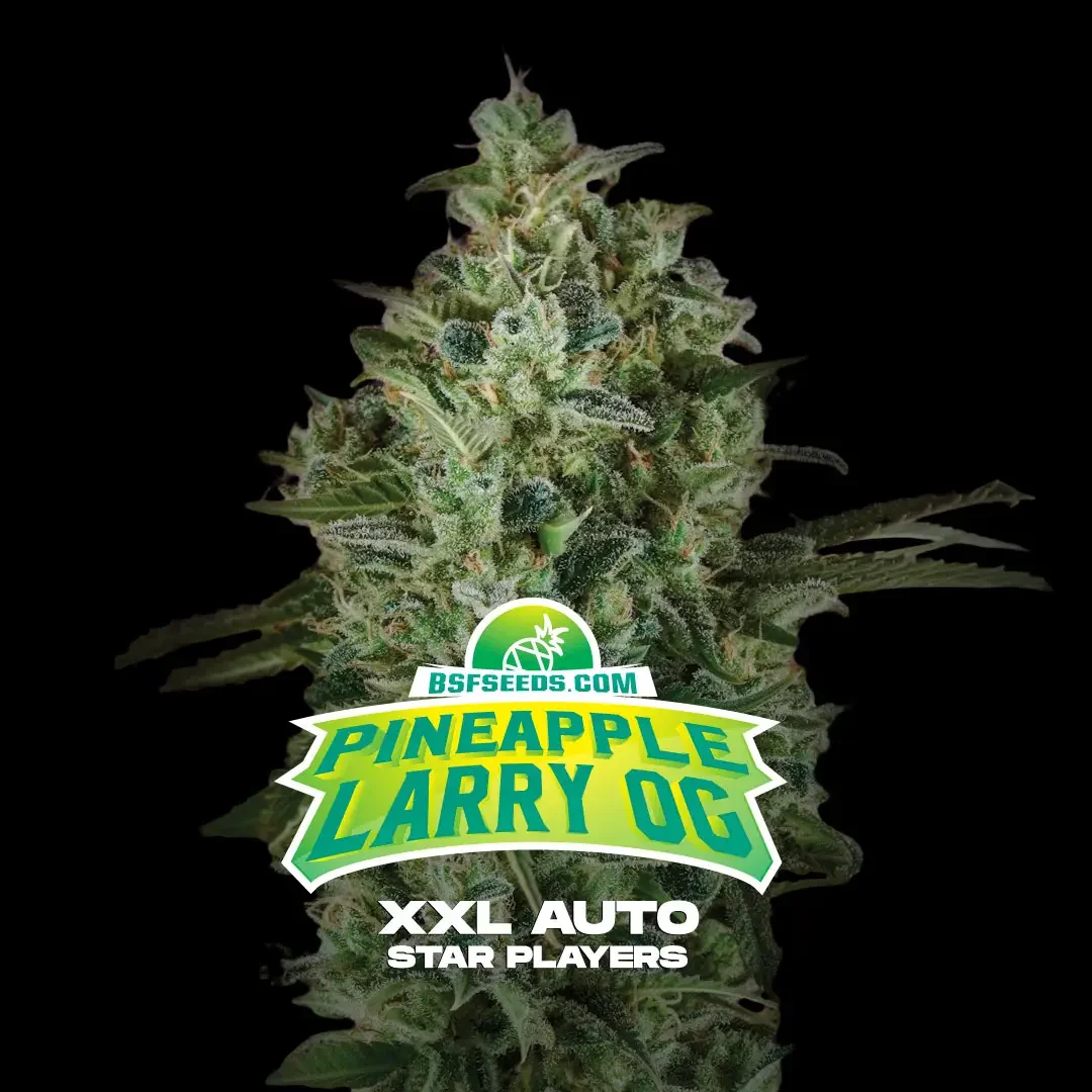 Pineapple Larry Og Xxl