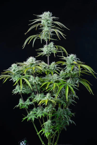 Strawberry Banana 5