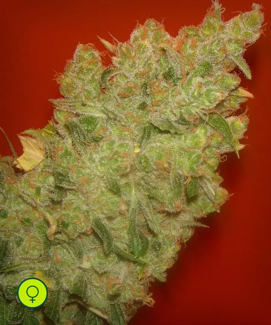 Jack La Mota