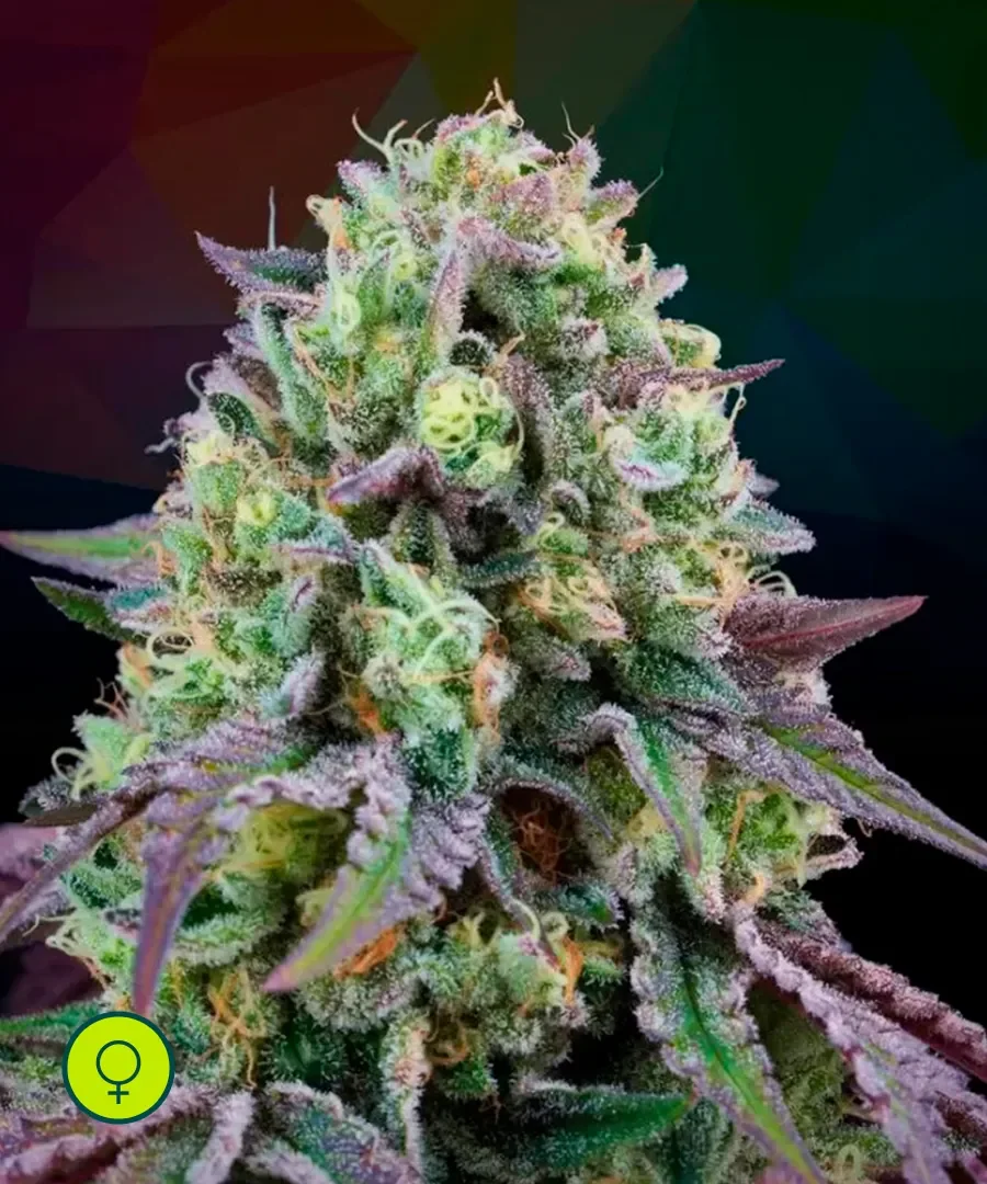 Rainbow Triangle