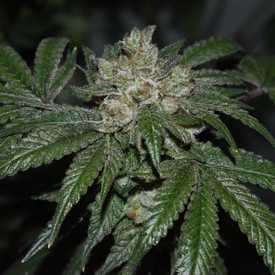 Old Red Sour