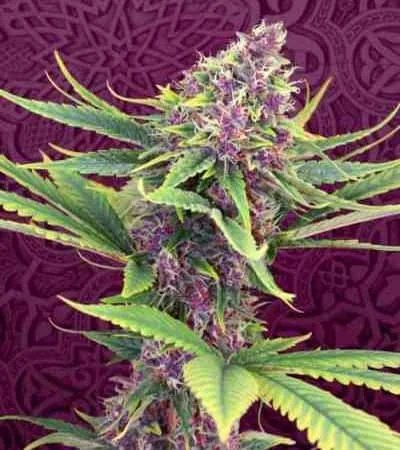 Purple Kush