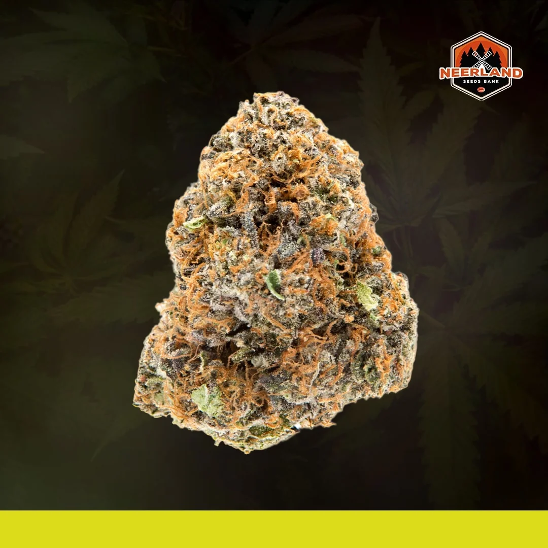 Gelato 41 Cbd