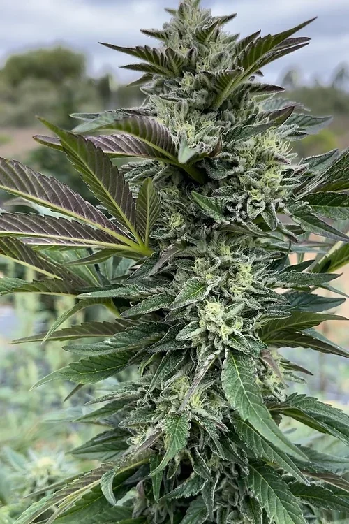 Sour Lime Tangie 5