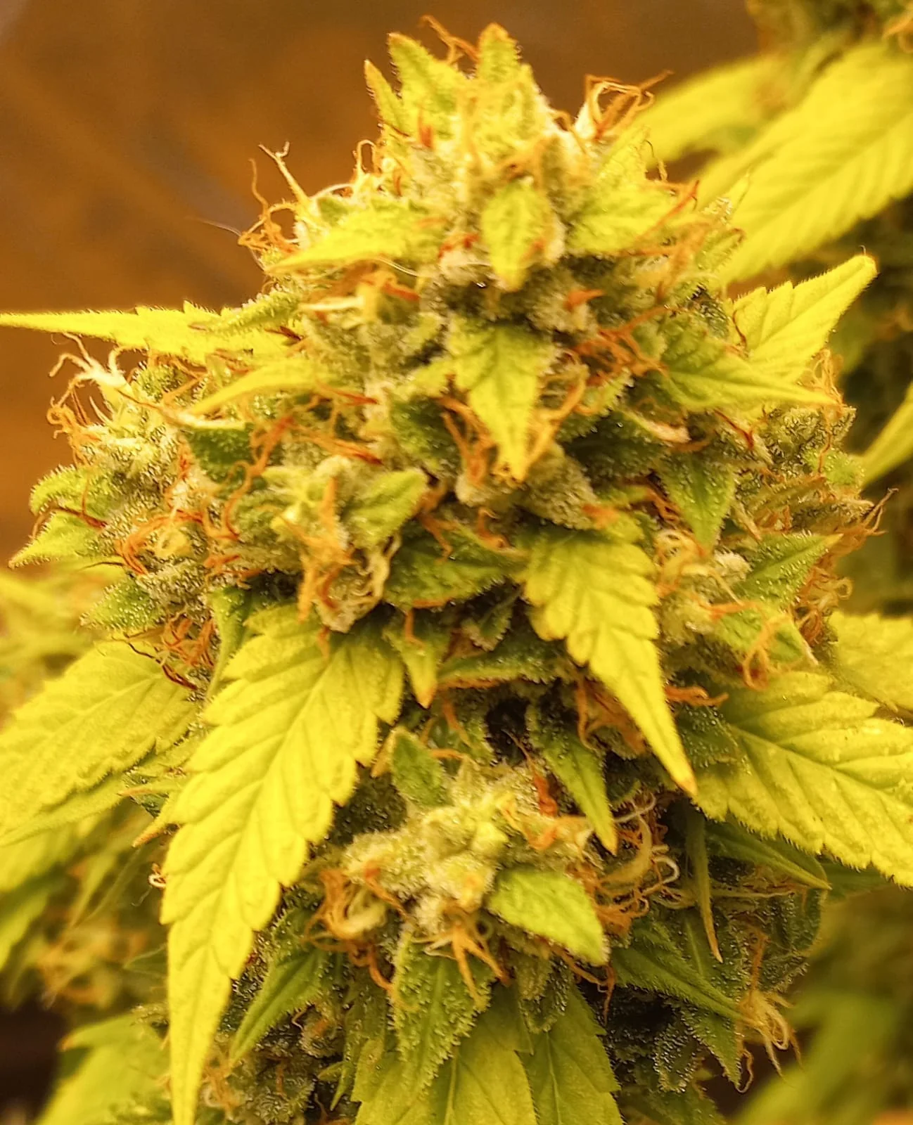 Amnesia Haze
