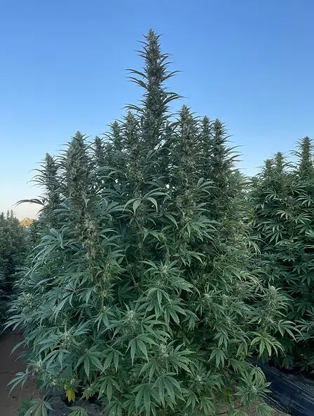 Egyptian Papaya 3