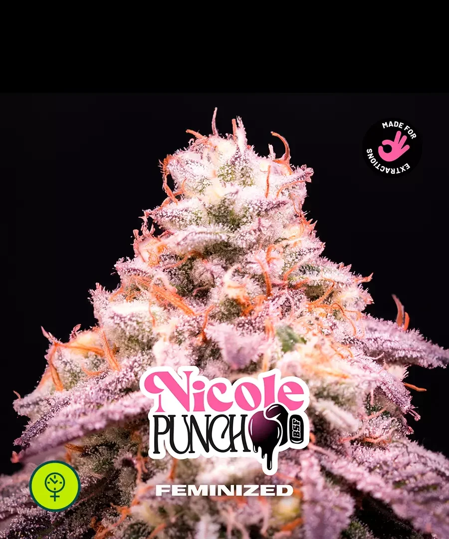Nicole Punch 4