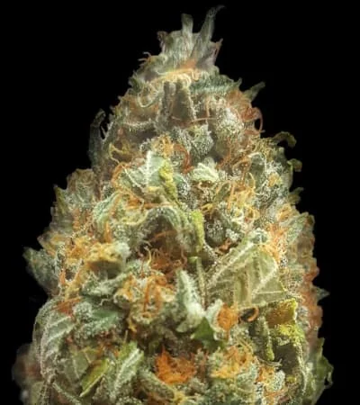 Orange Bud