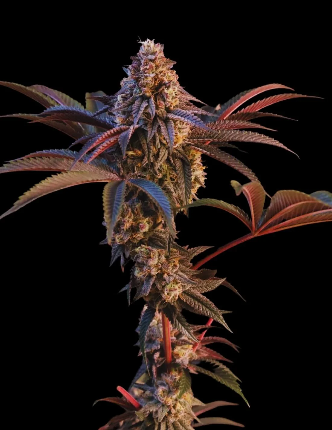 Cherry Runtz