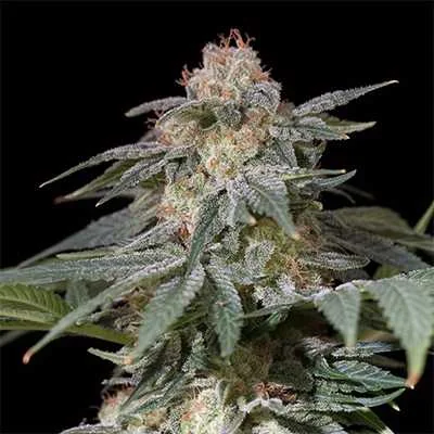 Lemon Tree 5