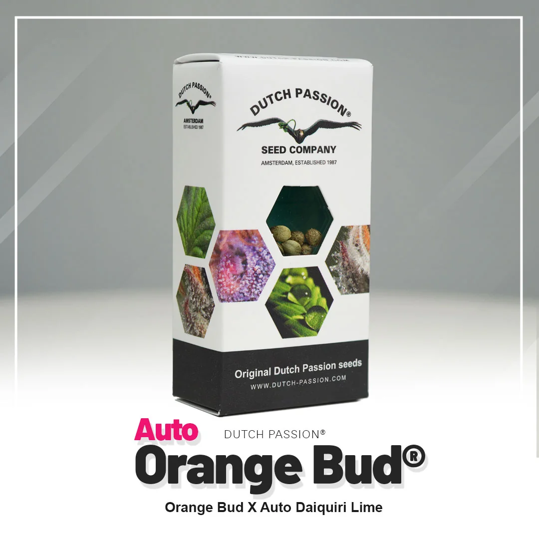 Orange Bud