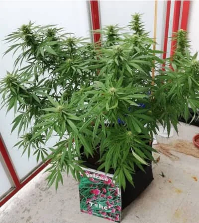 Blackberry Gum 4