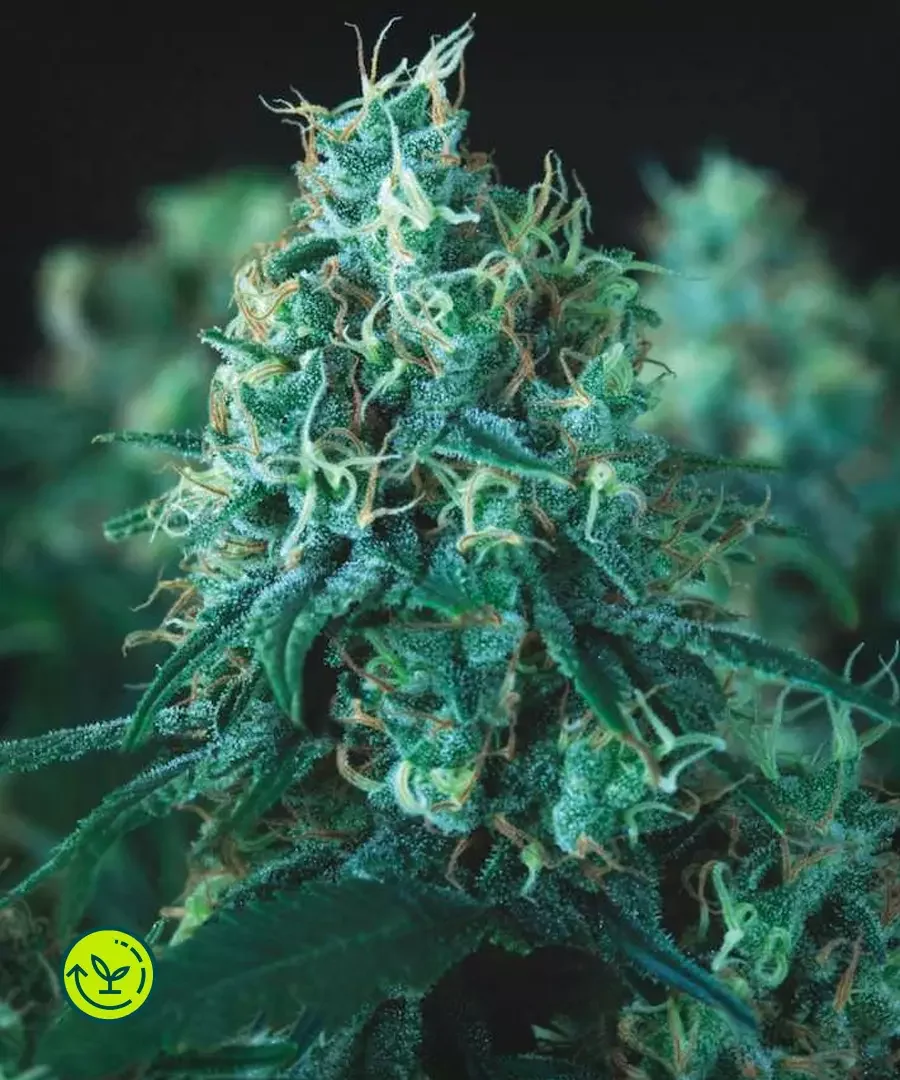 Kryptonite