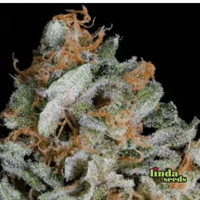 Gorilla Cookies 2