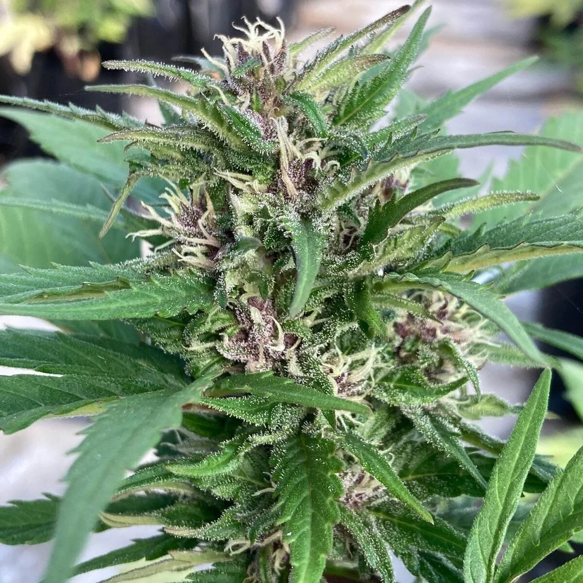 Lemon Cbd