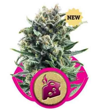 Blue Cheese 4