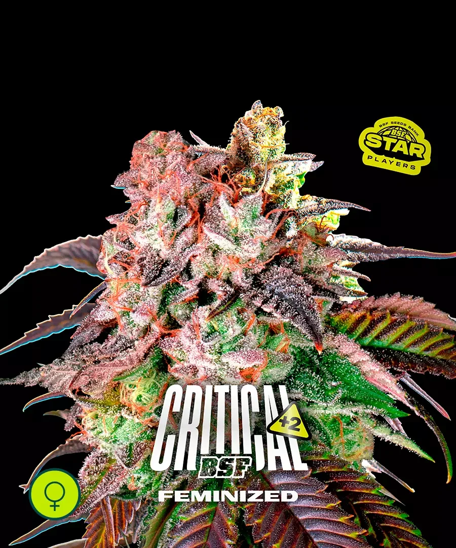 Critical 2