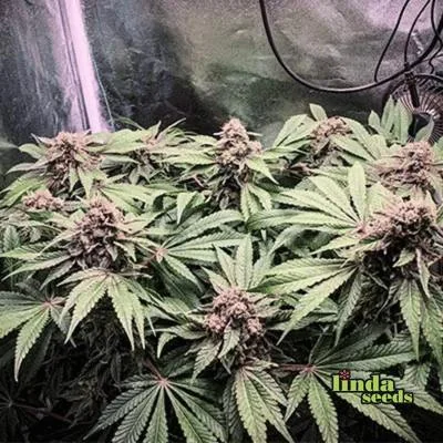 Black Cherry Punch 2
