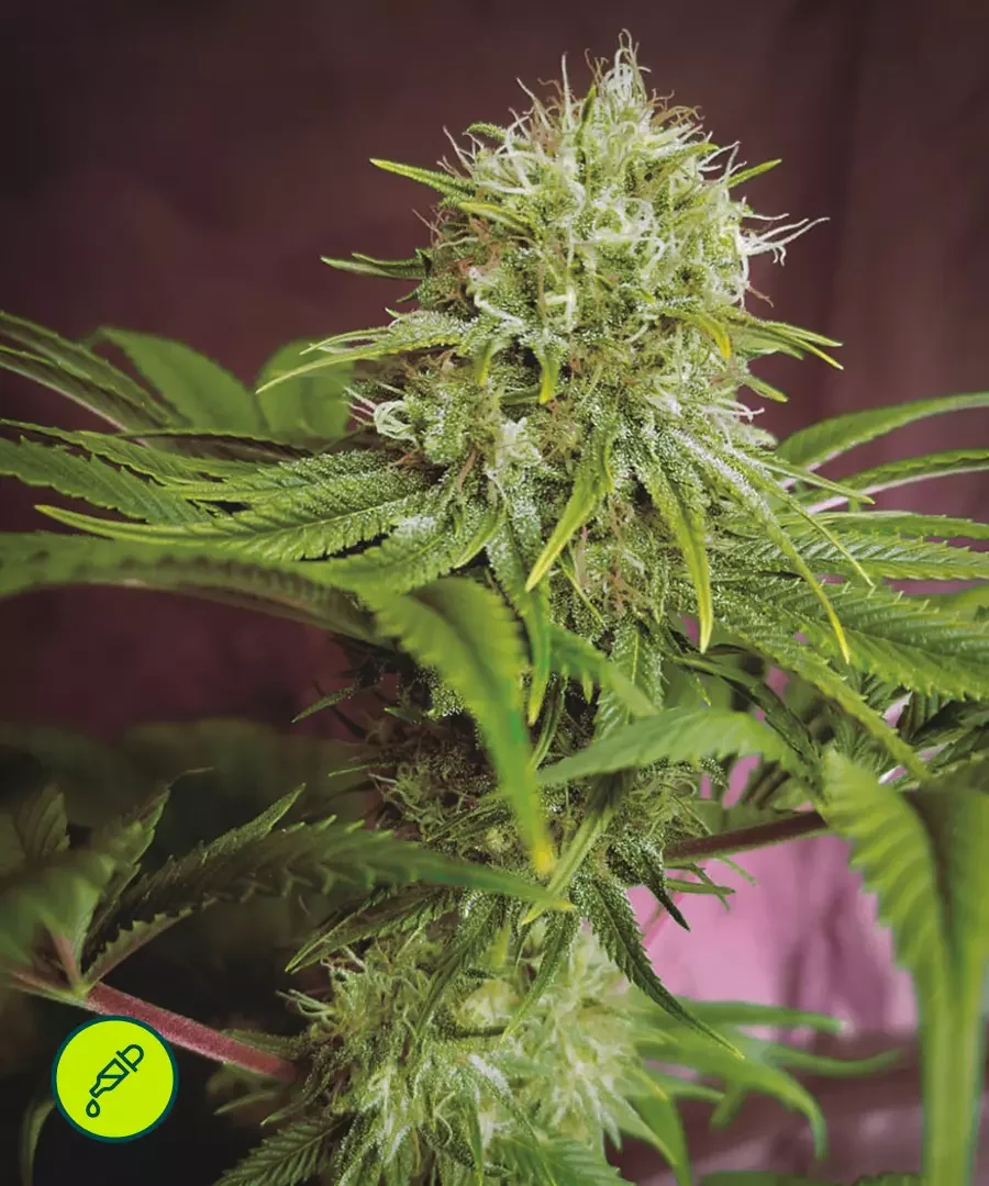 Elixir Vitae Cbd