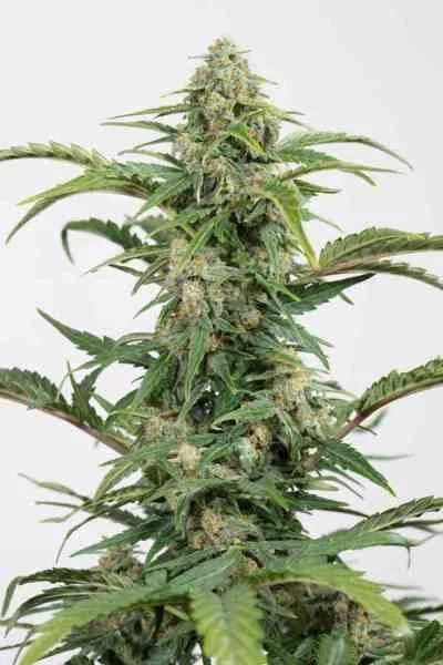 Dinamed Cbd