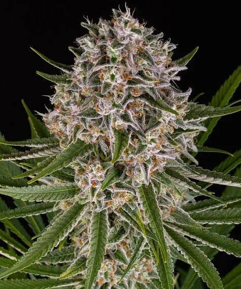 Lemon Haze