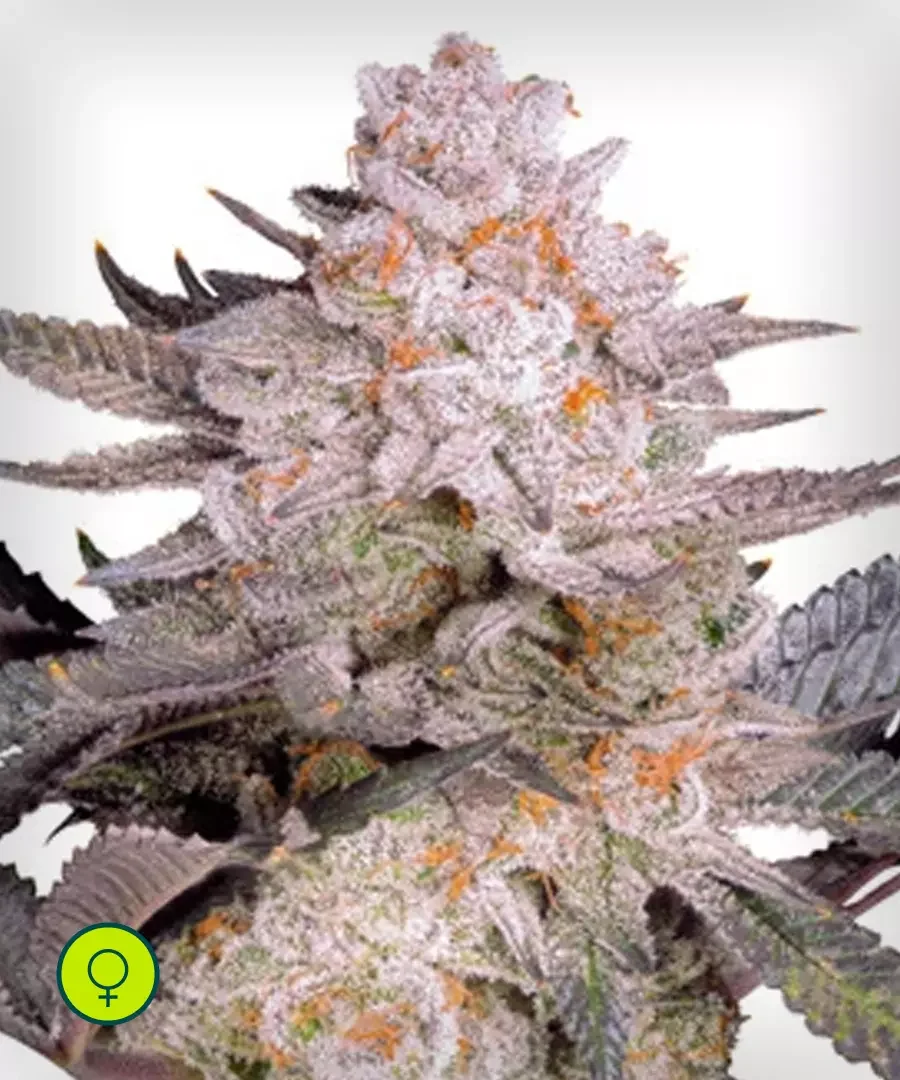 Bud 2