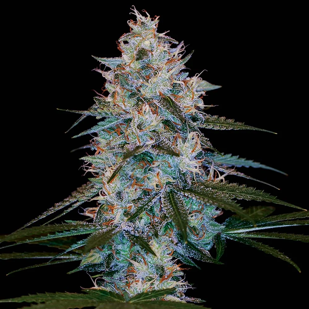 Chocolope Kush