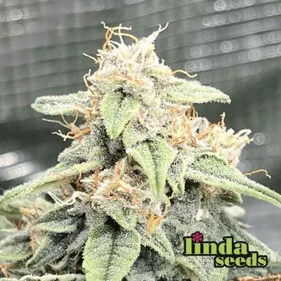 Gorilla Cookies