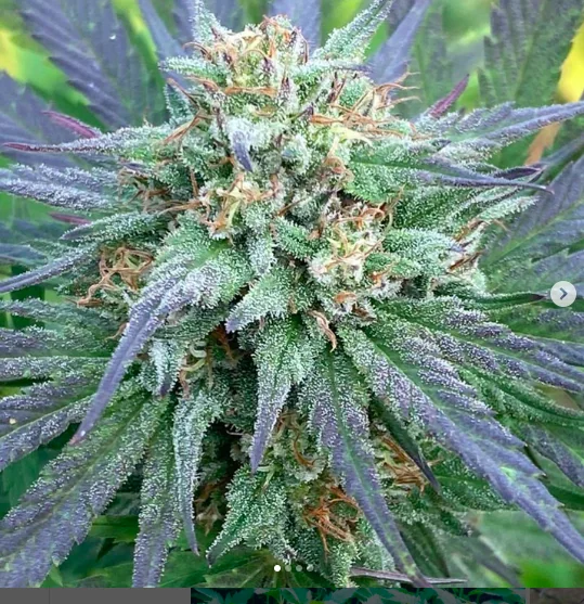 Berry Buddha