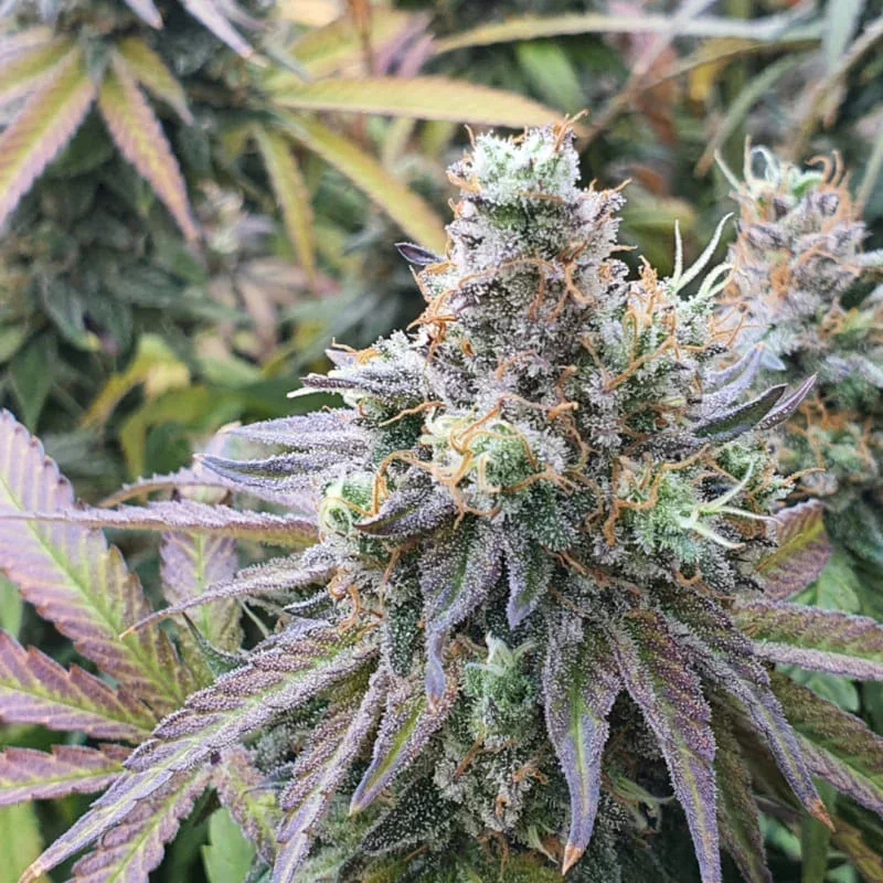 Cbd Charlotte S Angel