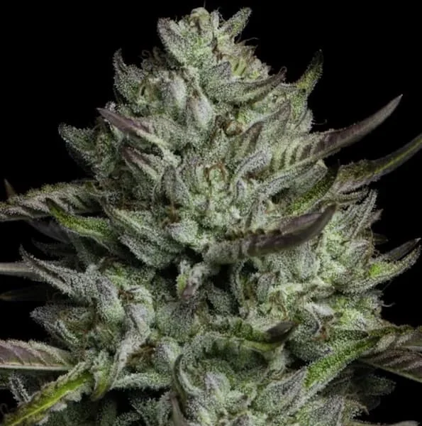 Redemption Indica