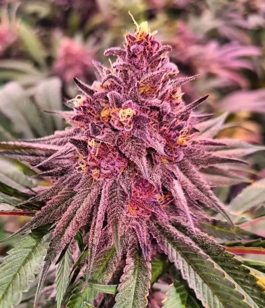 Pink Honey