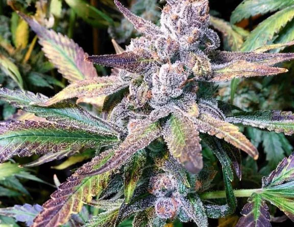 Tropicanna Punch