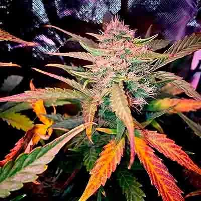 Rainbow Sherbet 11 4