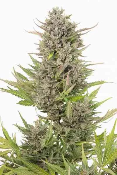 Critical Cbd