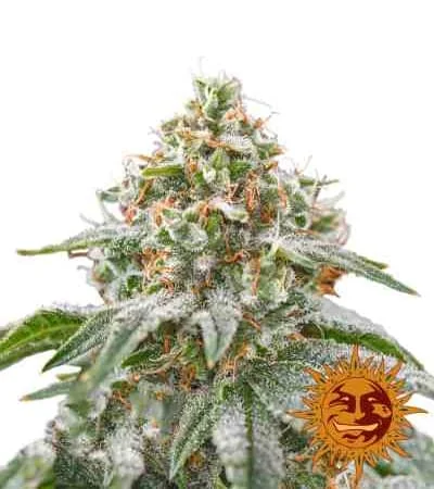 Pink Kush 3