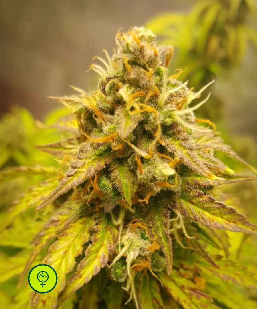Fat Pete S Cookies