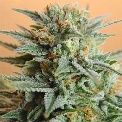 Papaya Sherbet