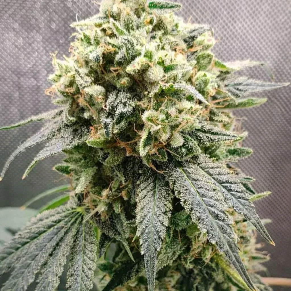 Superfruit Cbd 5