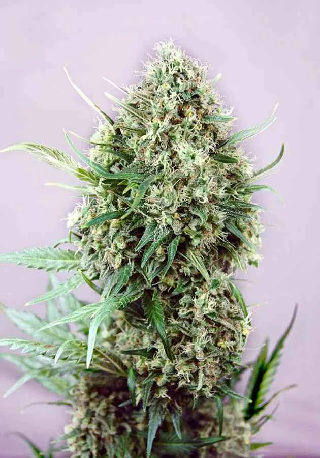Jack Diesel 2