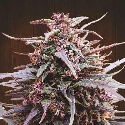 Gelato 41 Cbd