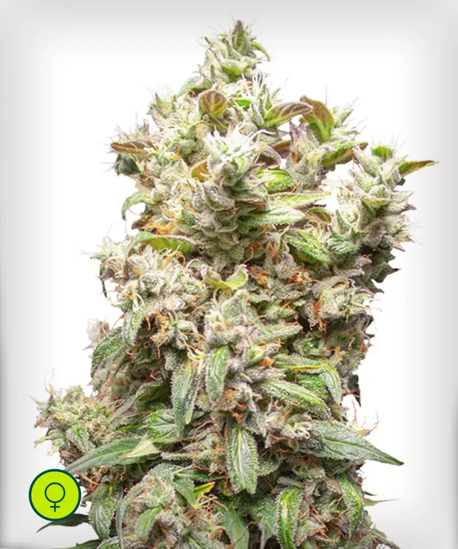 Thc Victory