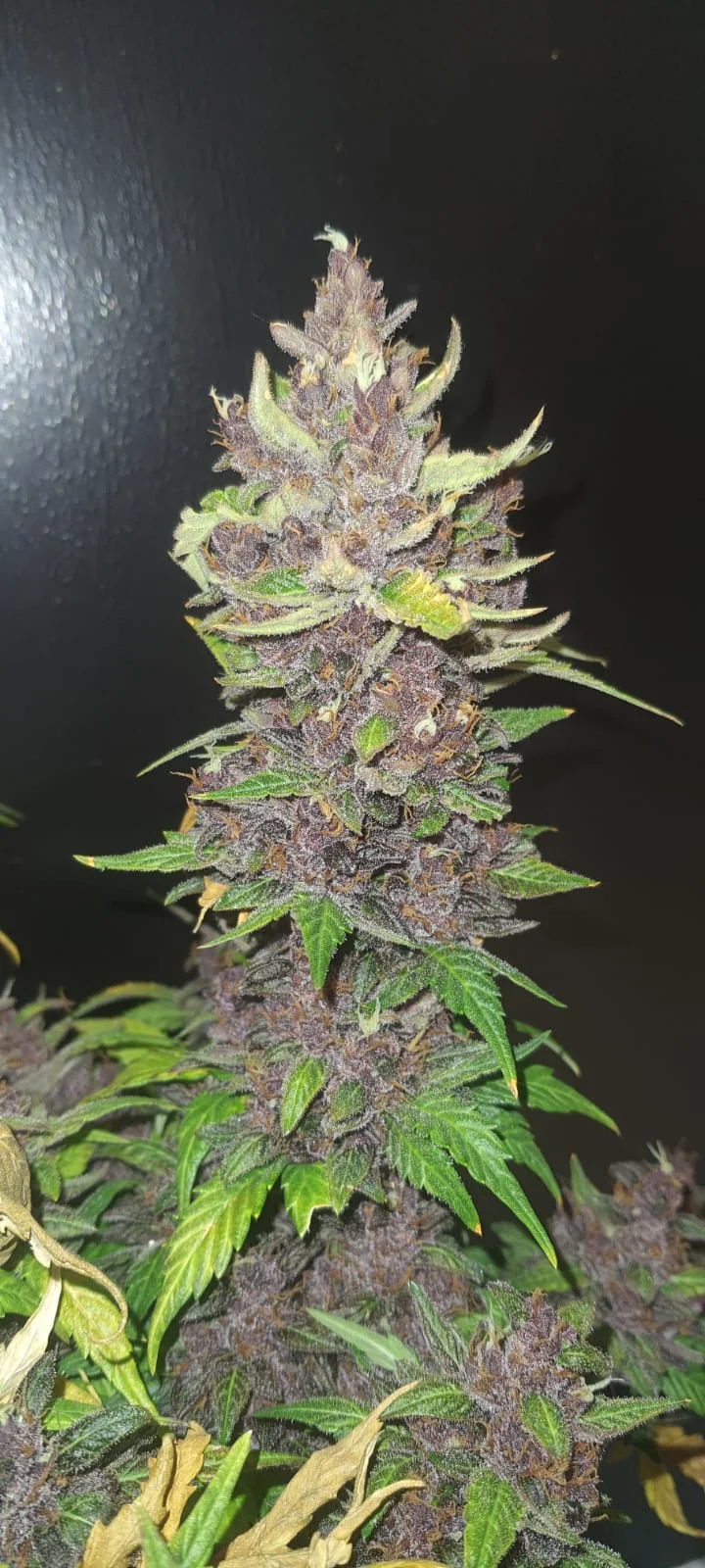 Rood Skunk