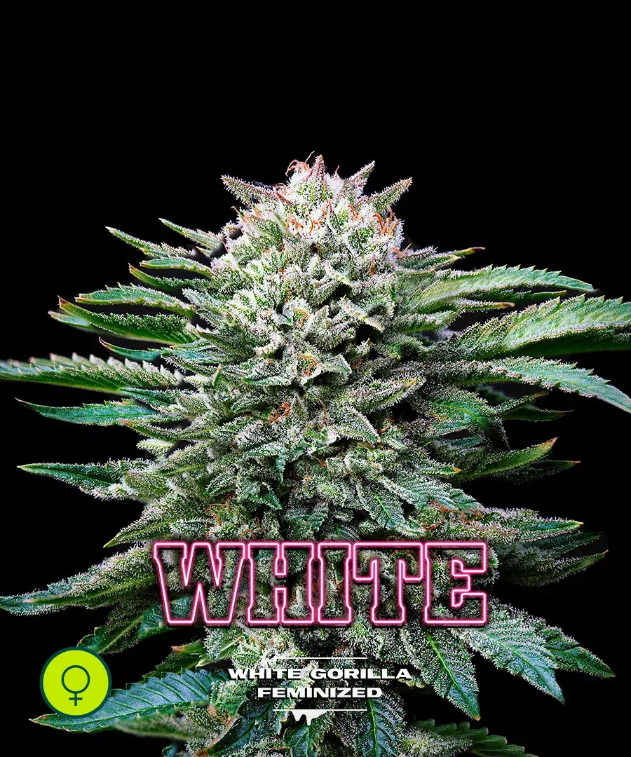 White Gorilla